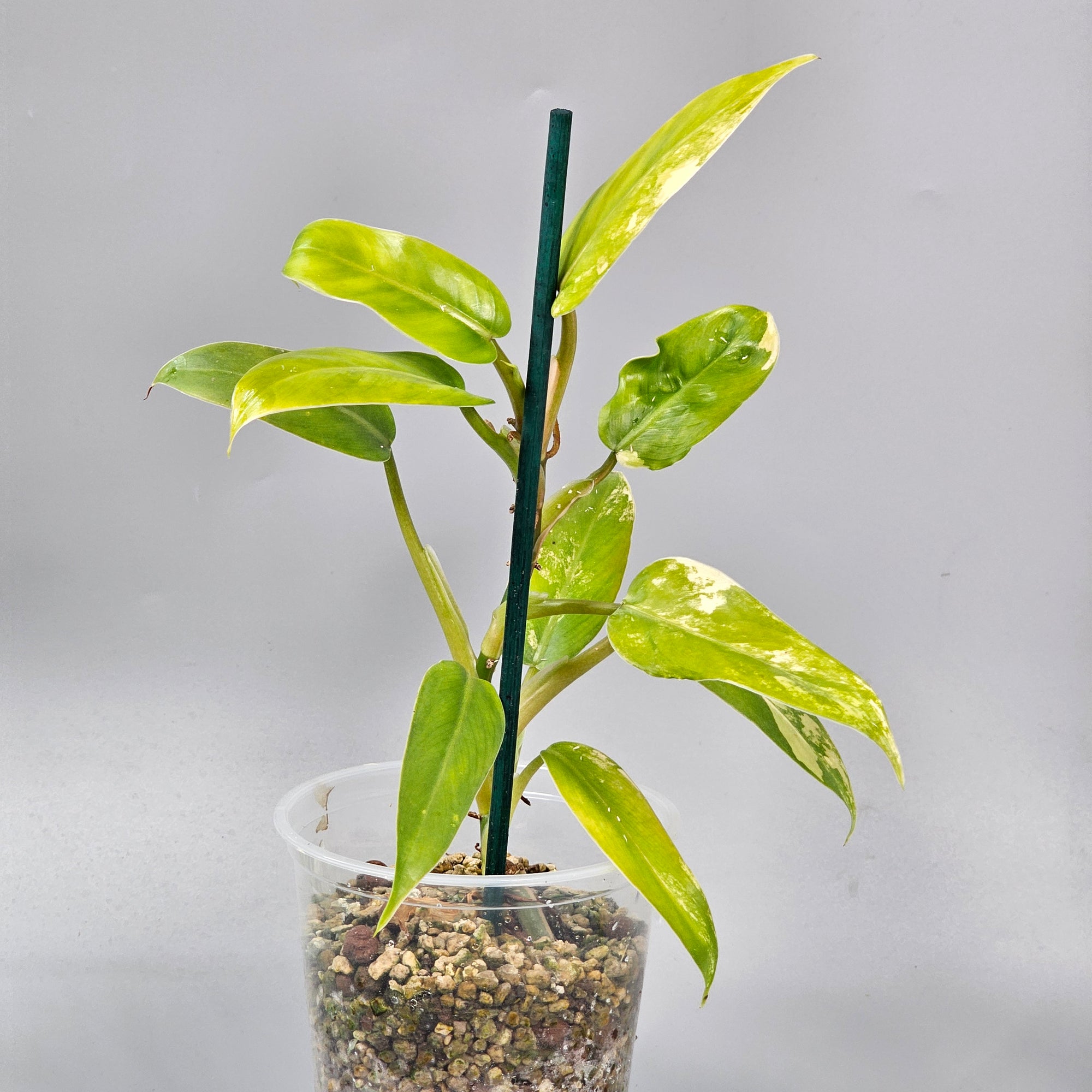 Philodendron Domesticum Variegated