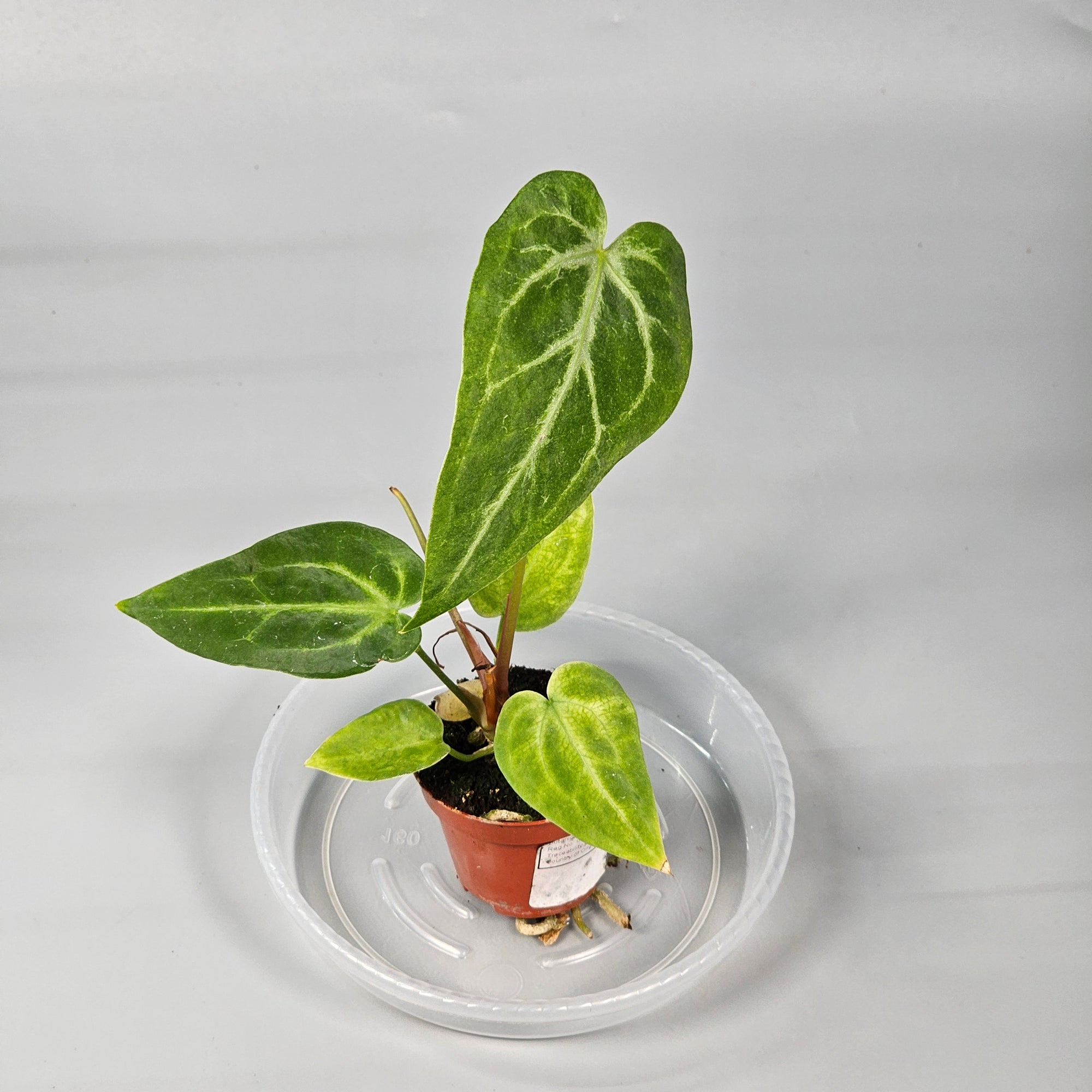 Anthurium Magnificum J