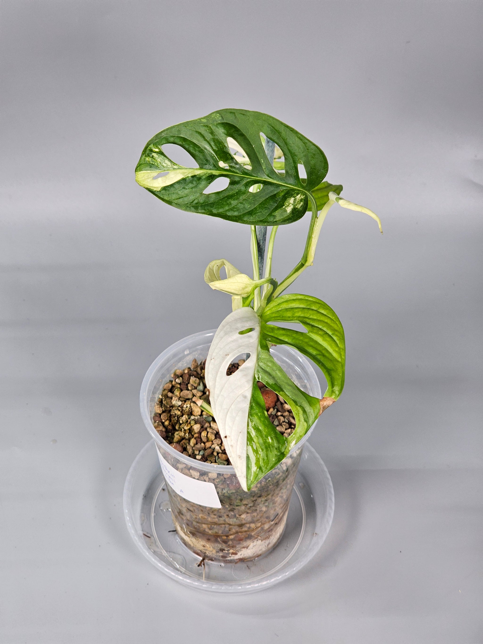 Monstera Adansonii Albo Variegated - A | Rare Houseplants