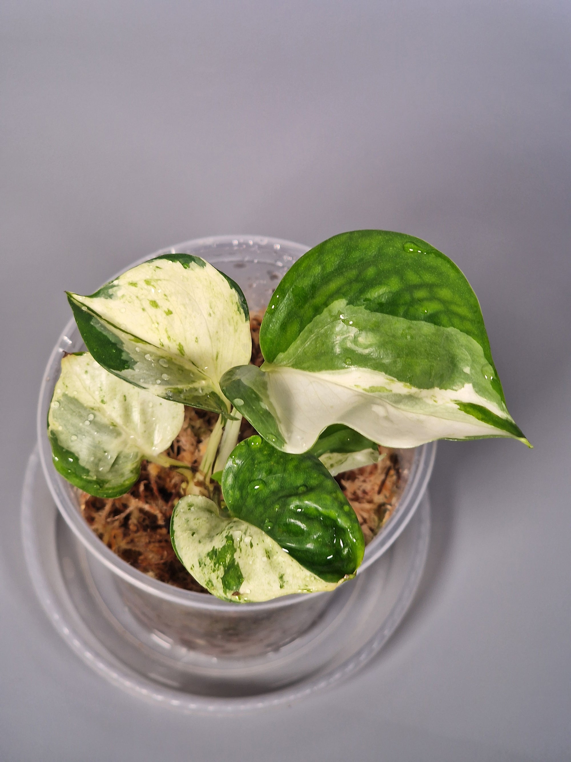 Epipremnum Manjula Variegated | Rare Houseplants