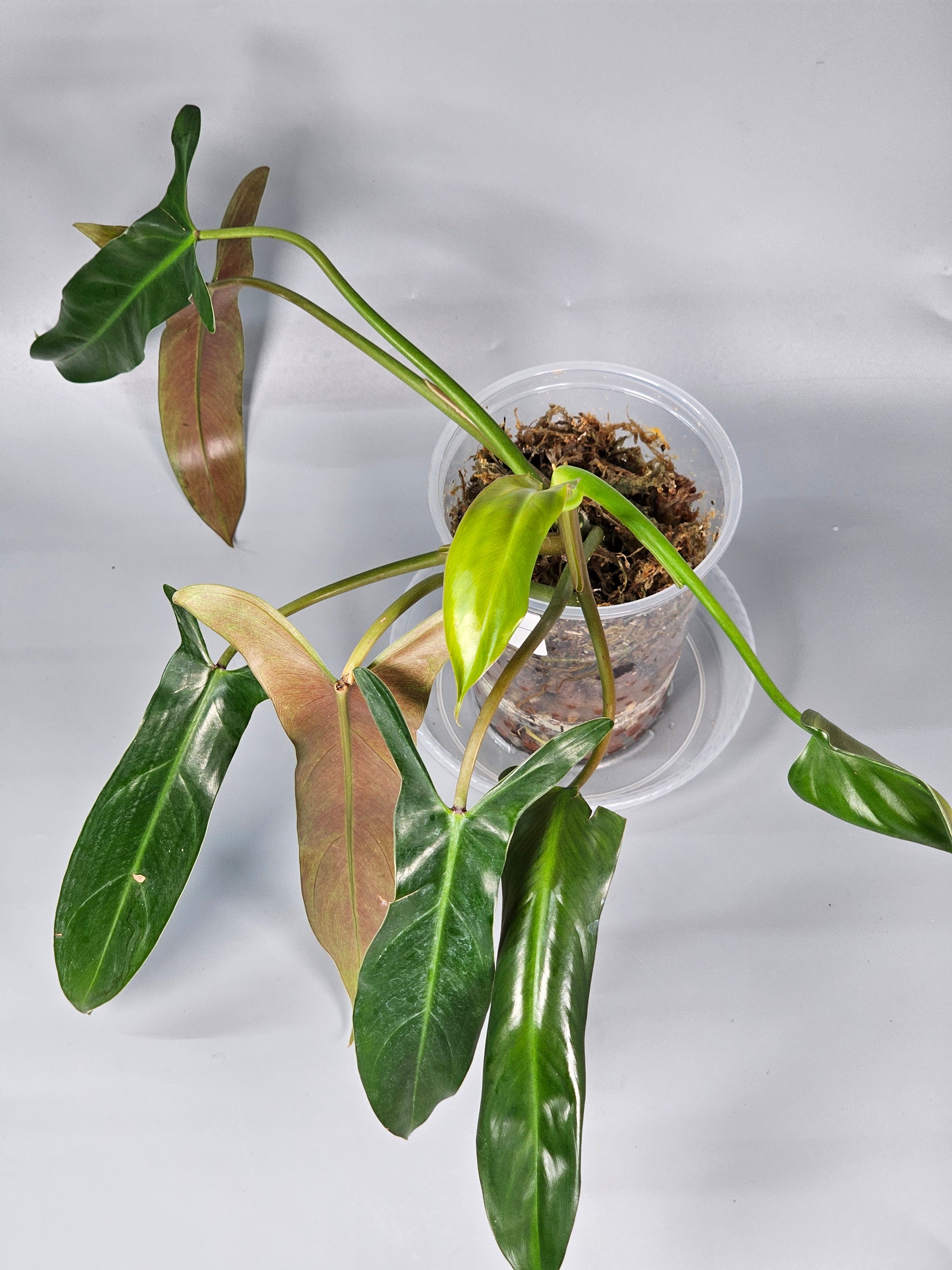 Philodendron Mexicanum - B | Rare Houseplants