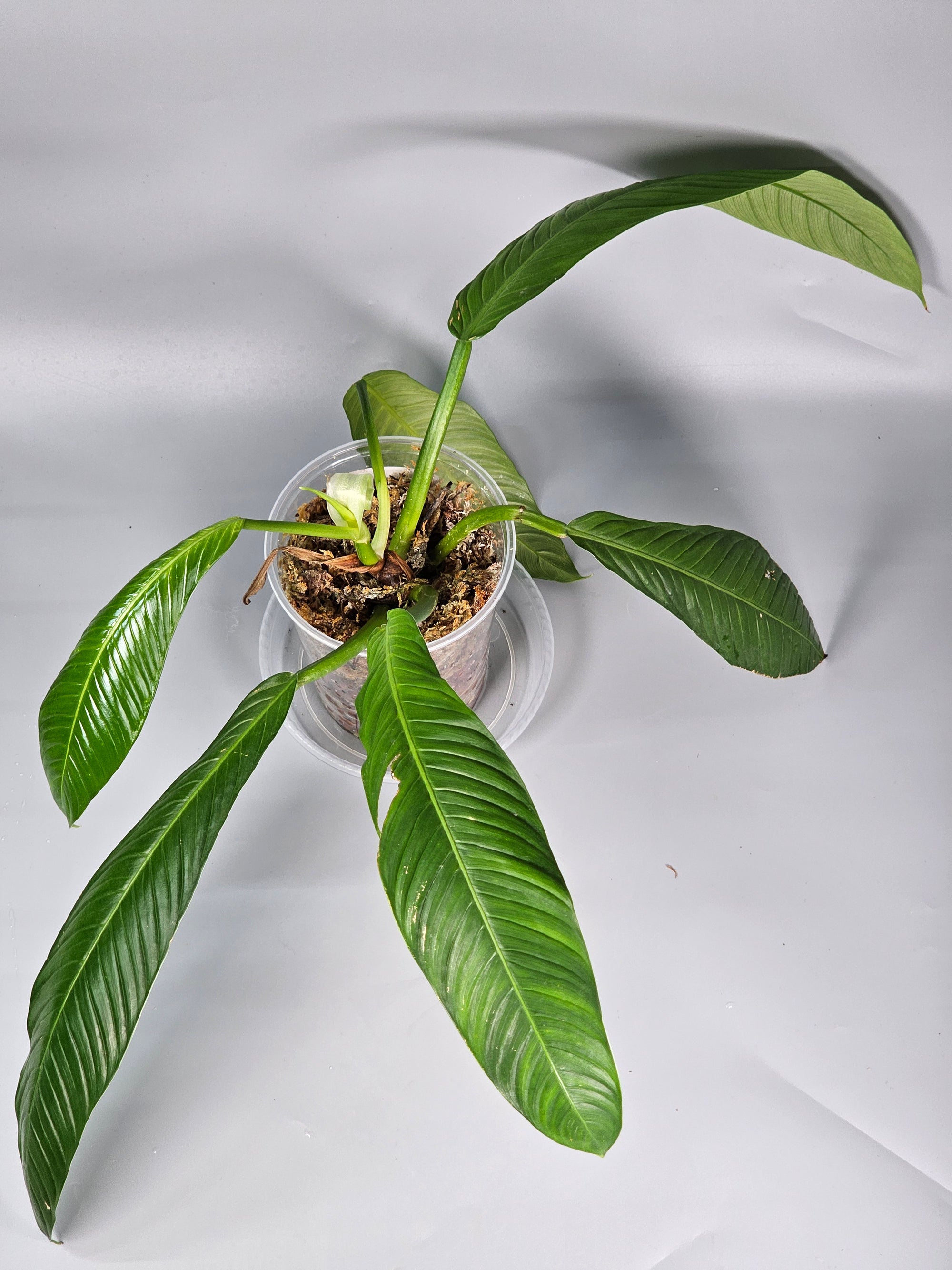 Philodendron Lynette ' Campii' - C | Rare Houseplants