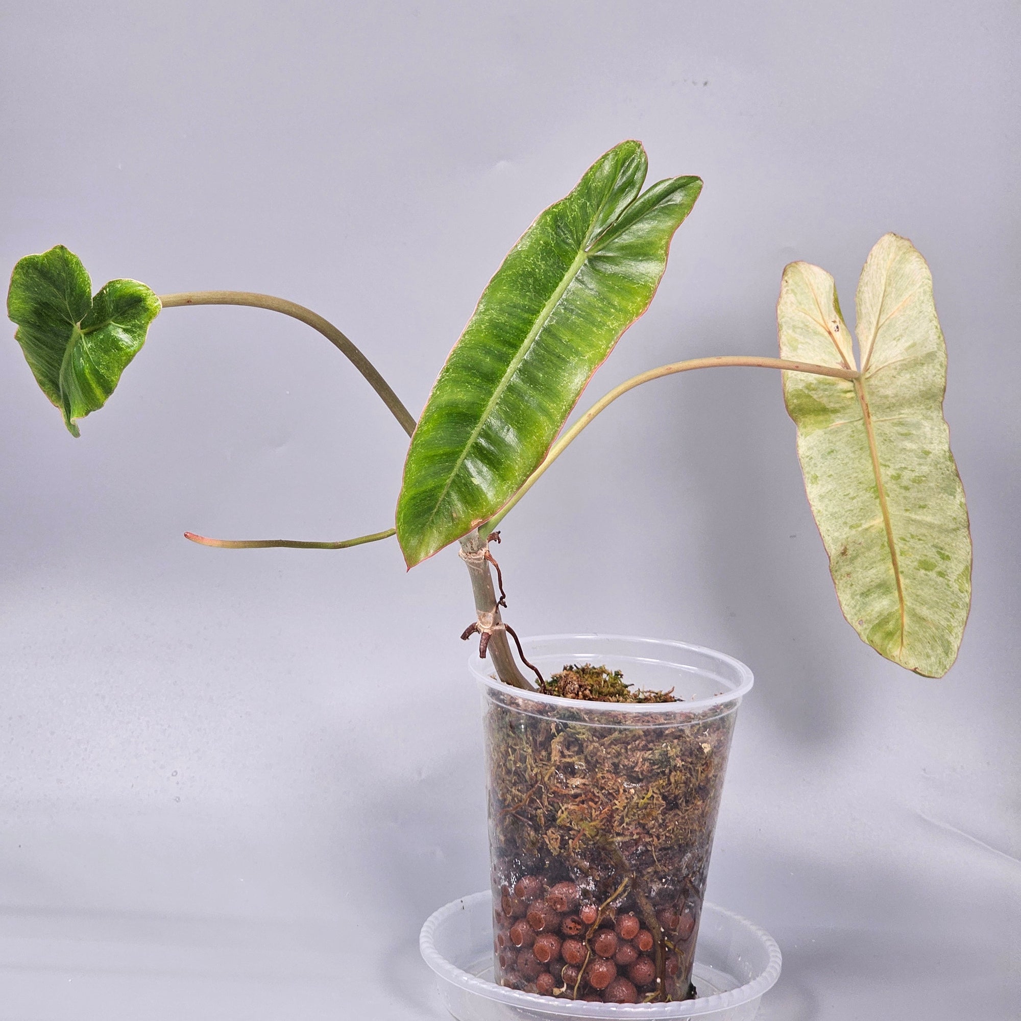 Philodendron paraiso verde