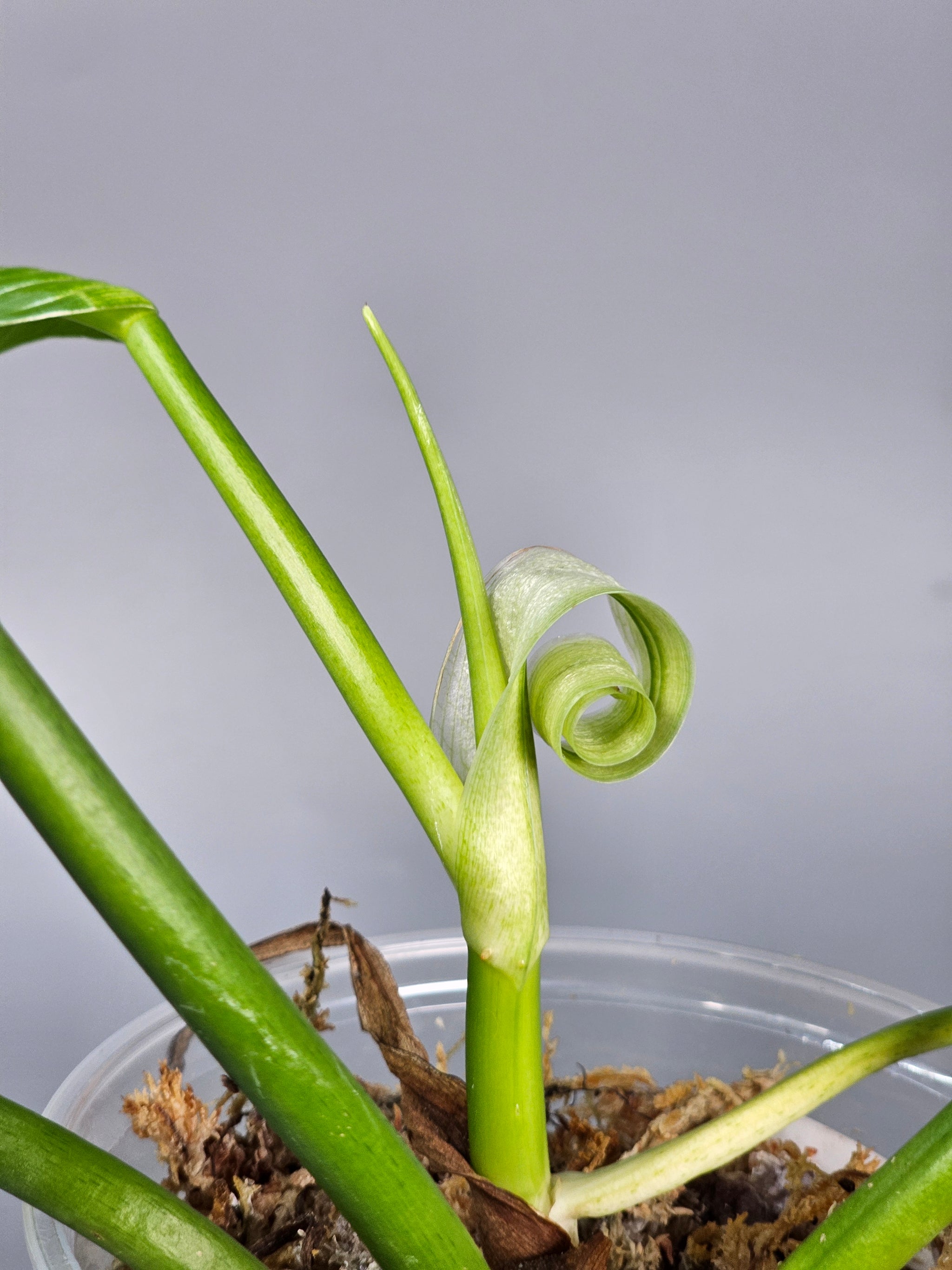 Philodendron Lynette ' Campii' - C | Rare Houseplants