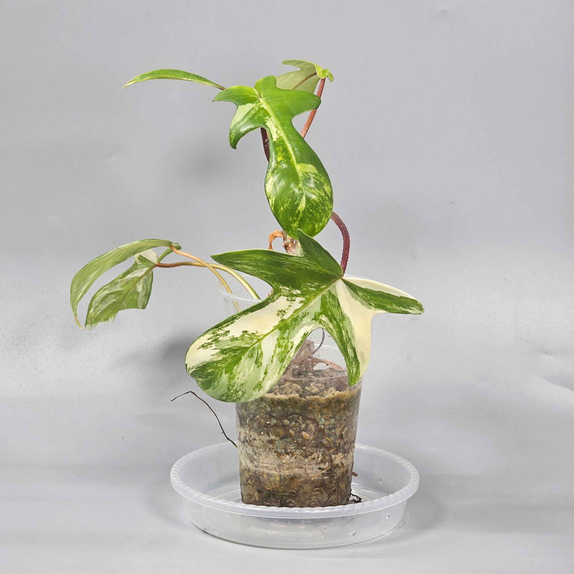 Philodendron florida beauty