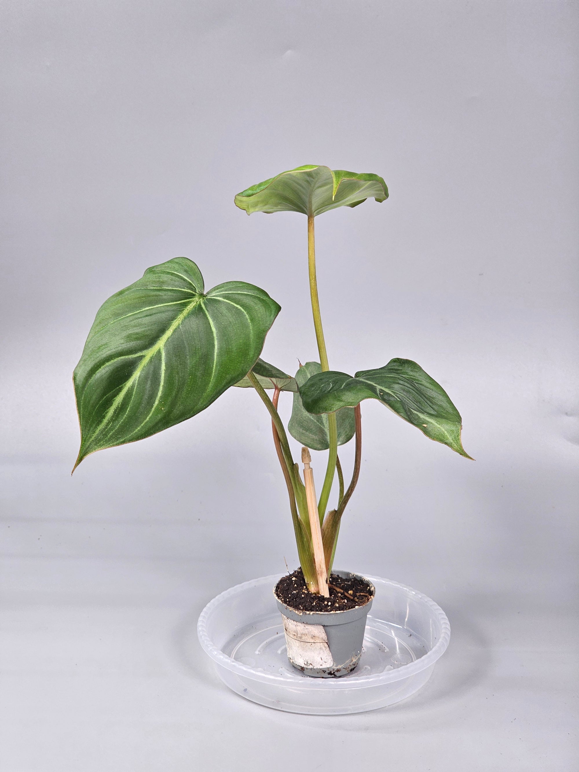 Philodendron Gloriosum - A | Rare Houseplants