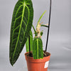 Anthurium Warocqueanum - F | Rare Houseplants
