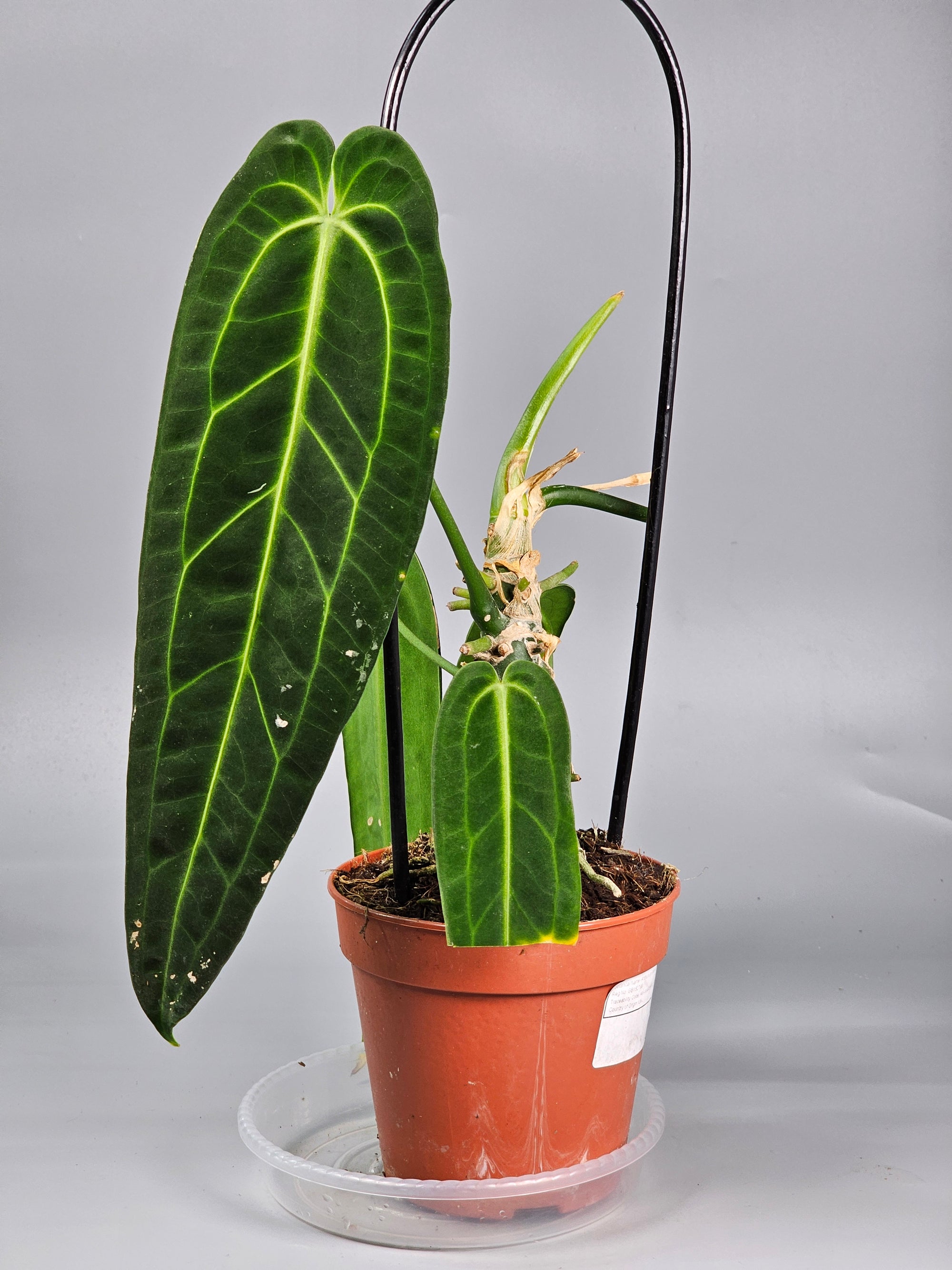 Anthurium Warocqueanum - F | Rare Houseplants