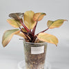 Philodendron Black Cardinal  Variegata No.2 Small - A | Rare Houseplants