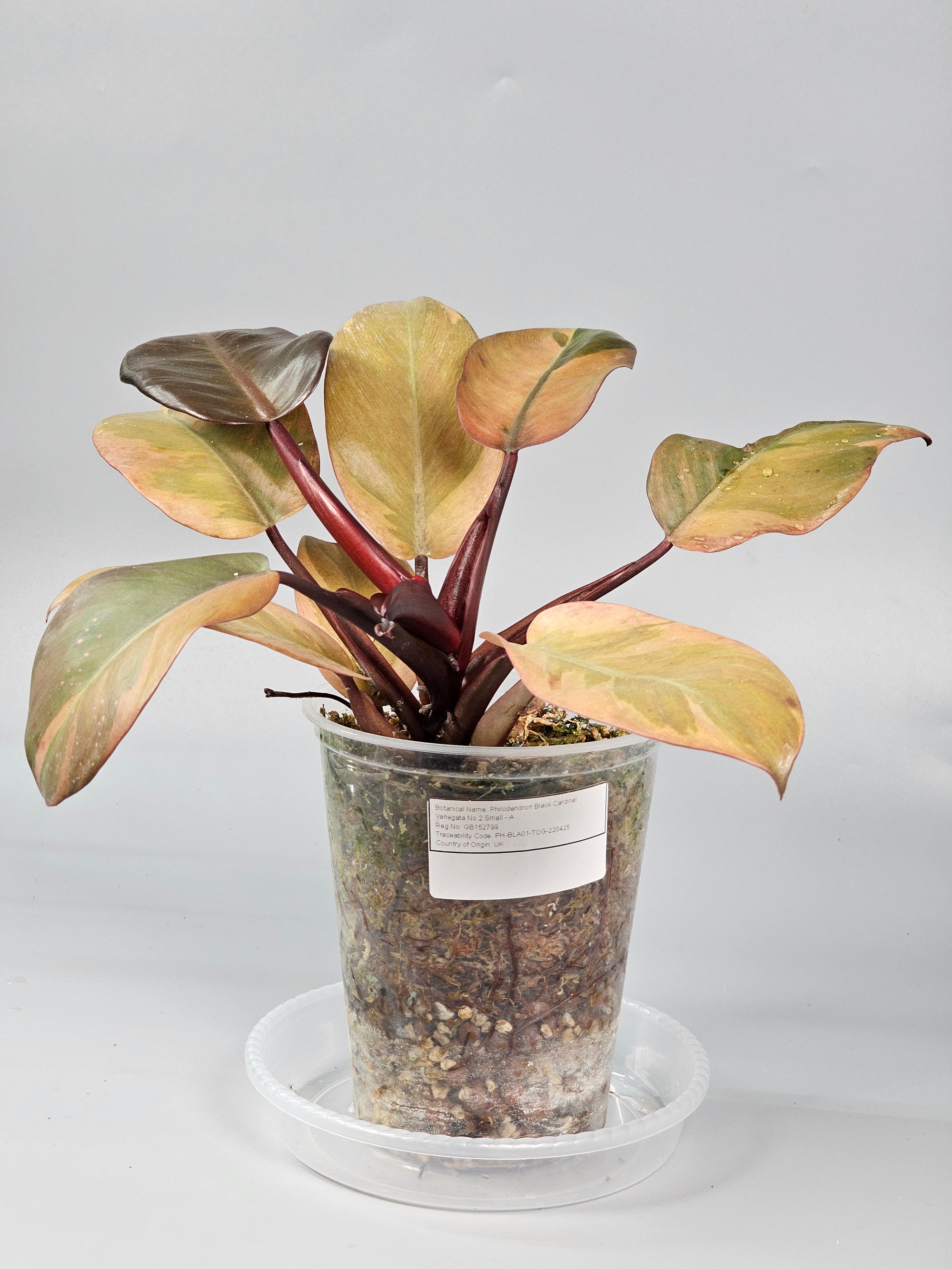 Philodendron Black Cardinal  Variegata No.2 Small - A | Rare Houseplants