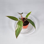 Philodendron 'pink Princess' - G | Rare Houseplants