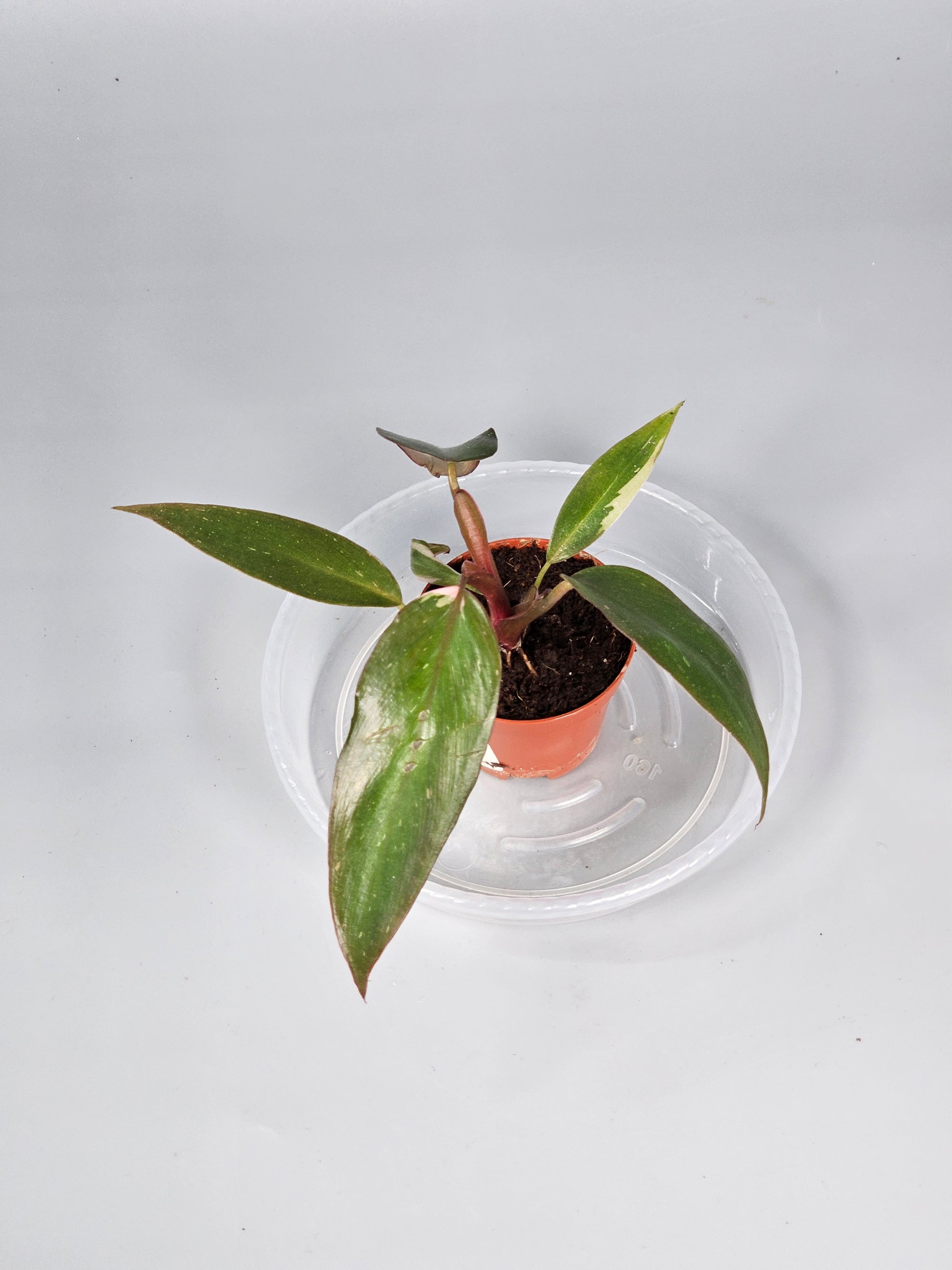 Philodendron 'pink Princess' - G | Rare Houseplants