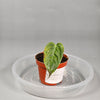 Anthurium Veitchii - N | Rare Houseplants