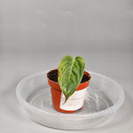 Anthurium Veitchii - N | Rare Houseplants