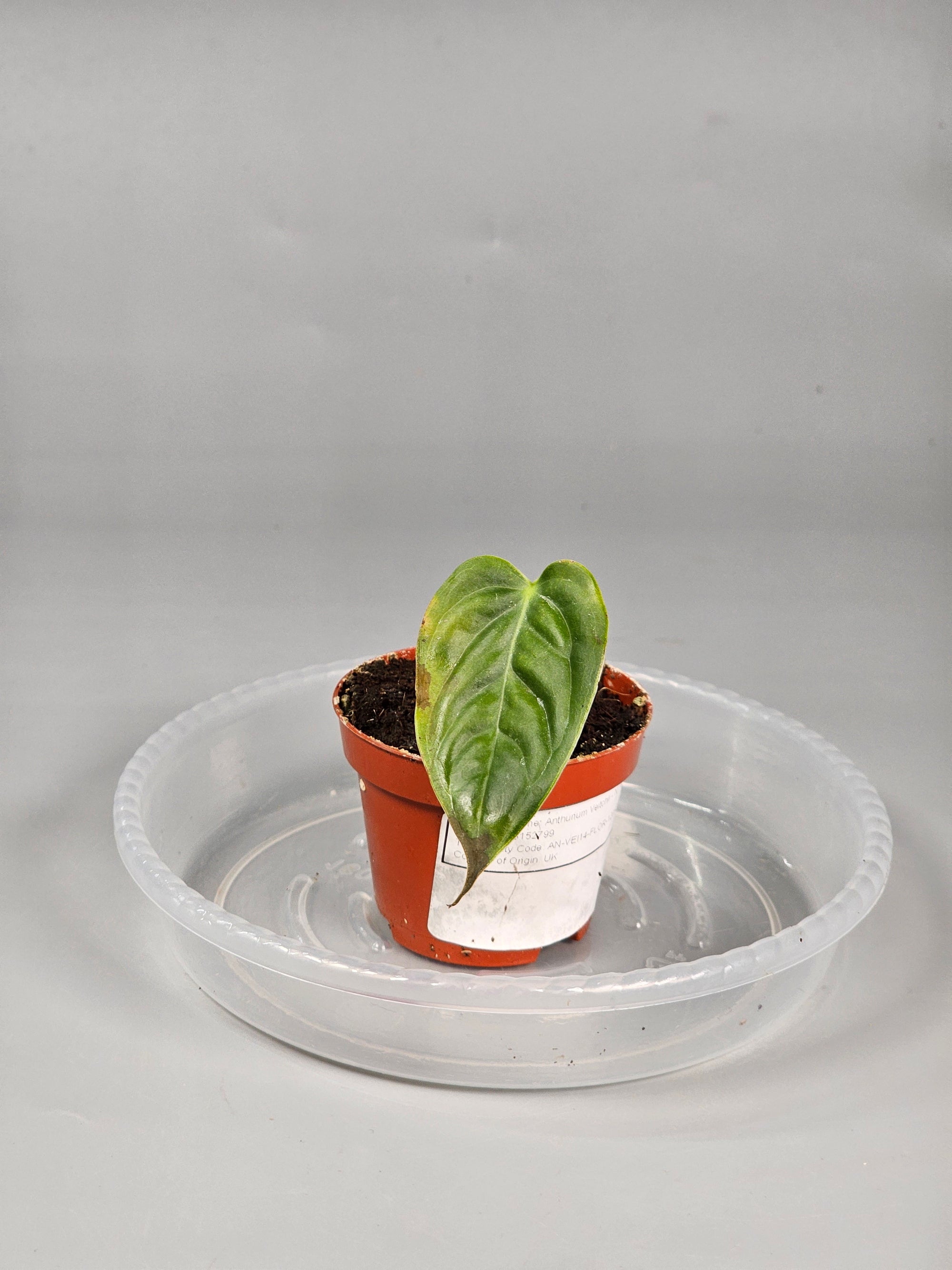 Anthurium Veitchii - N | Rare Houseplants