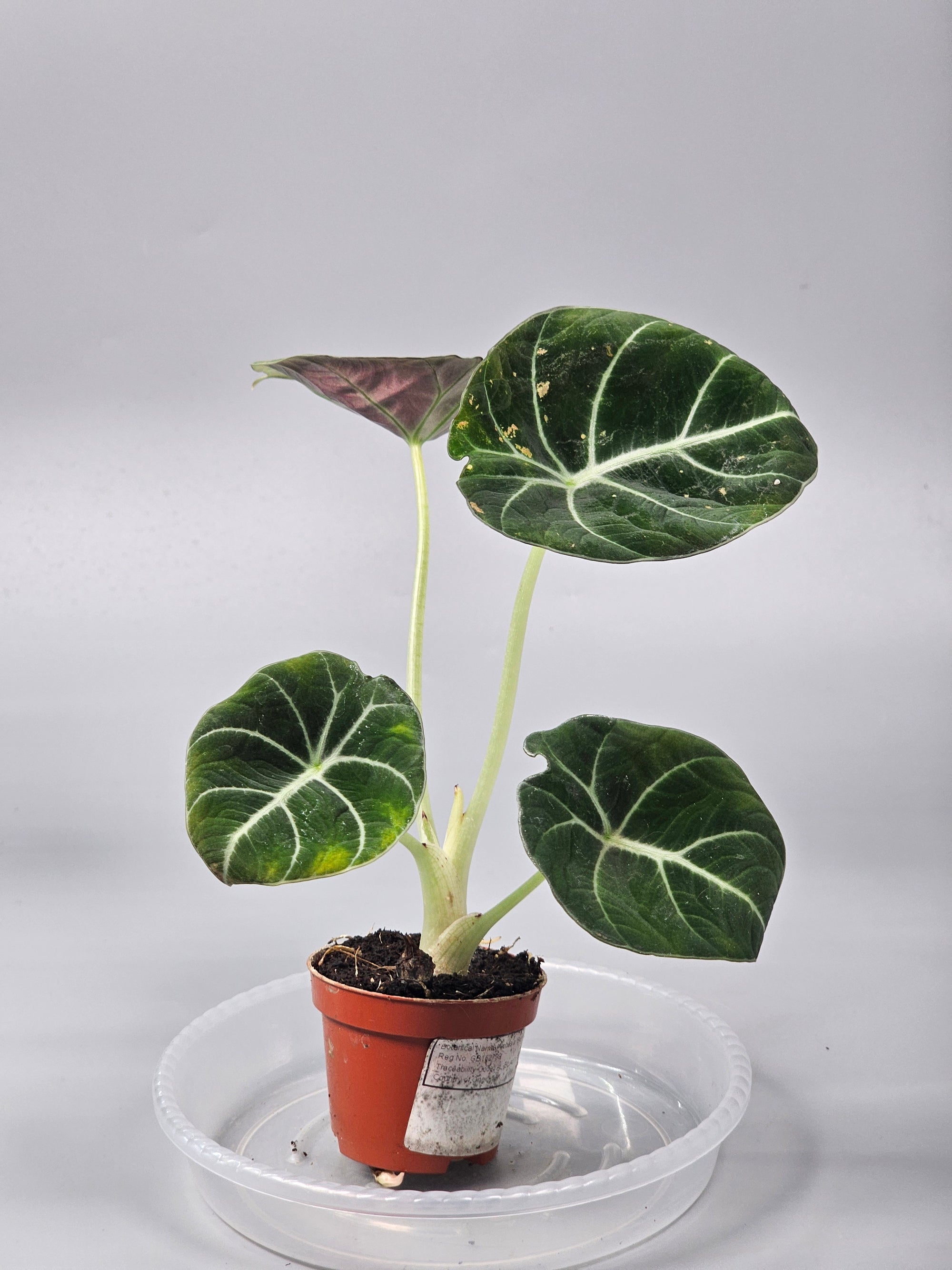 Alocasia 'black Velvet' - Q | Rare Houseplants