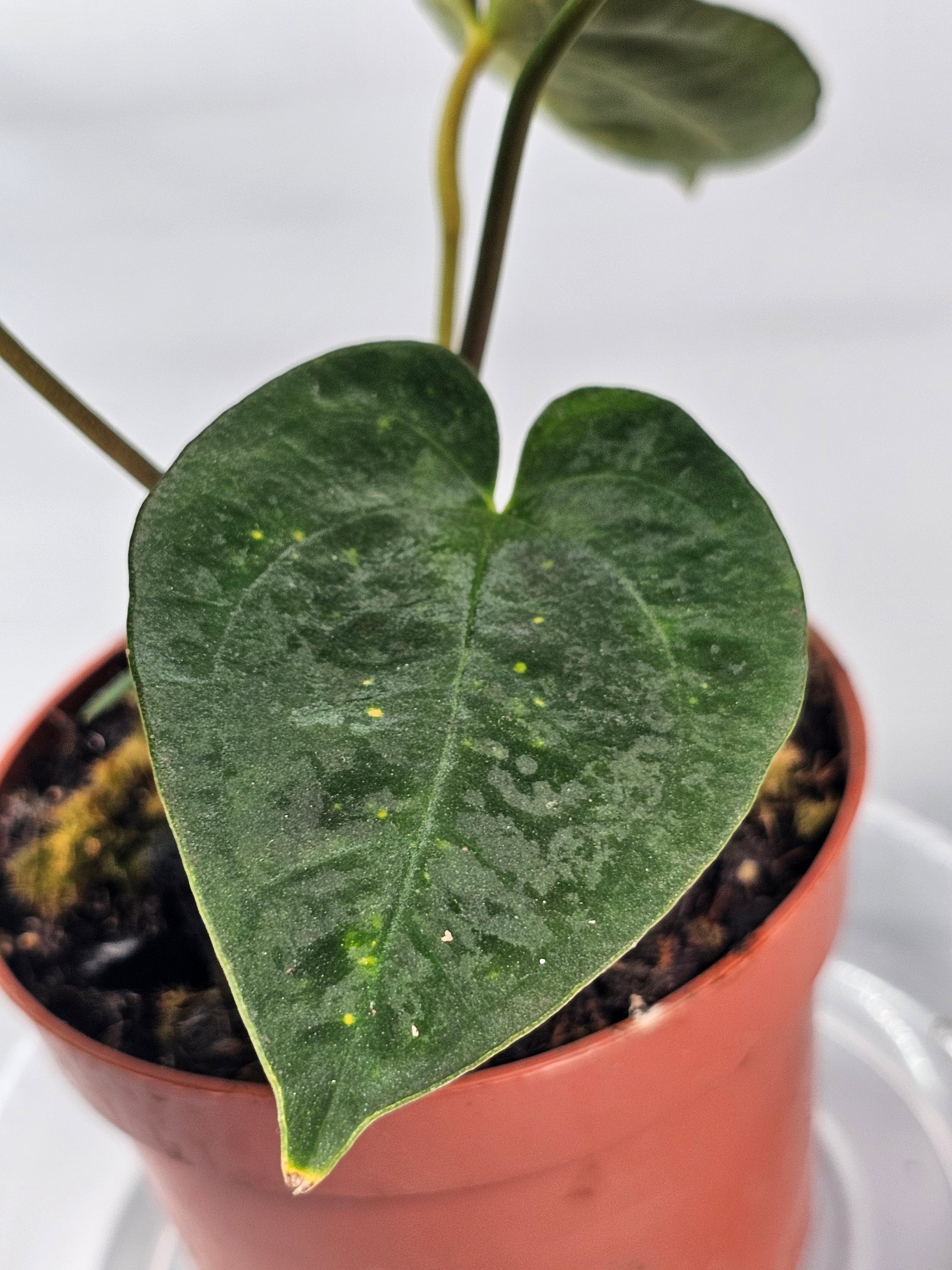 Anthurium Papillilaminum (p 10.5) - B | Rare Houseplants