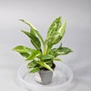 Philodendron 'jose Buono' - I | Rare Houseplants