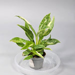Philodendron 'jose Buono' - I | Rare Houseplants