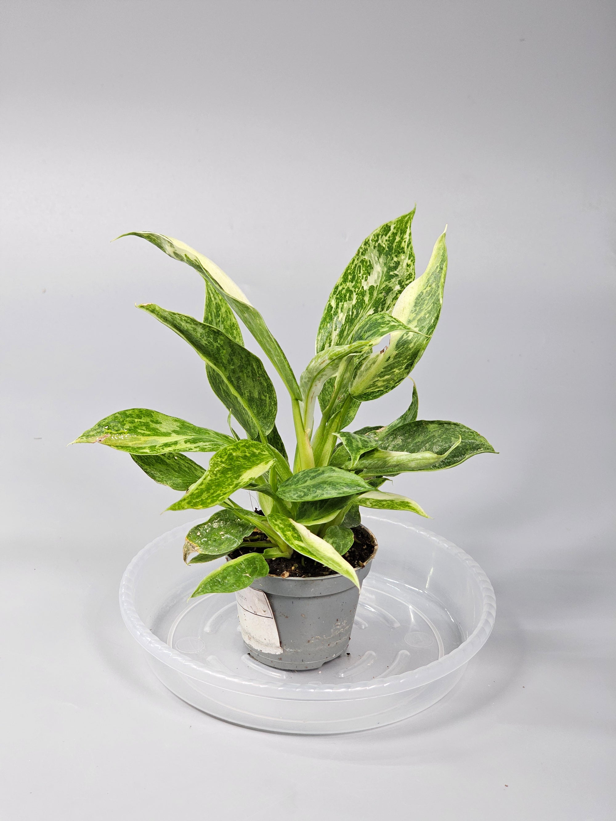 Philodendron 'jose Buono' - I | Rare Houseplants