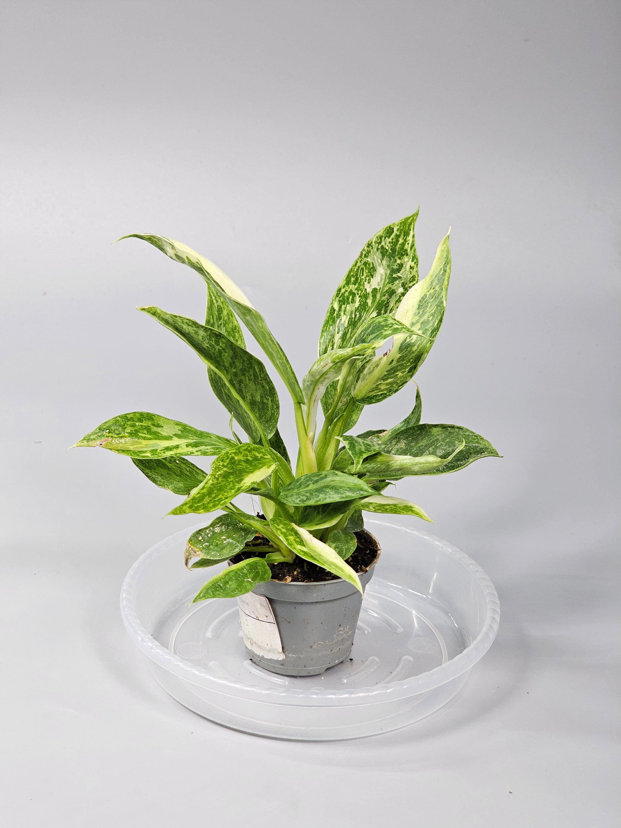 Philodendron 'jose Buono' - I | Rare Houseplants