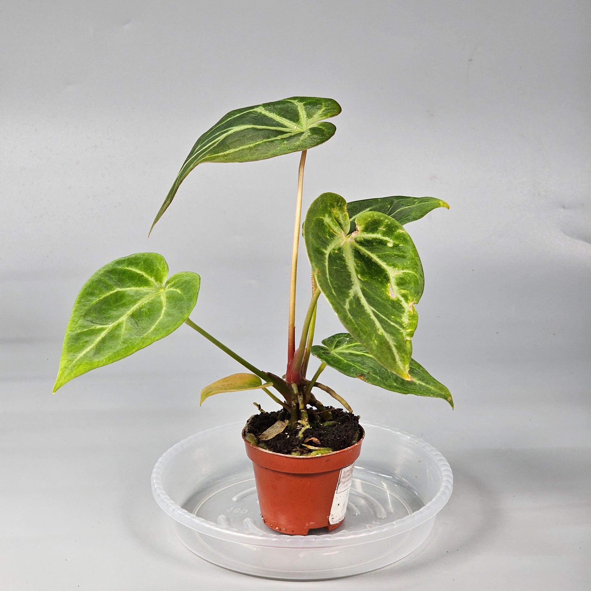 Anthurium Magnificum N