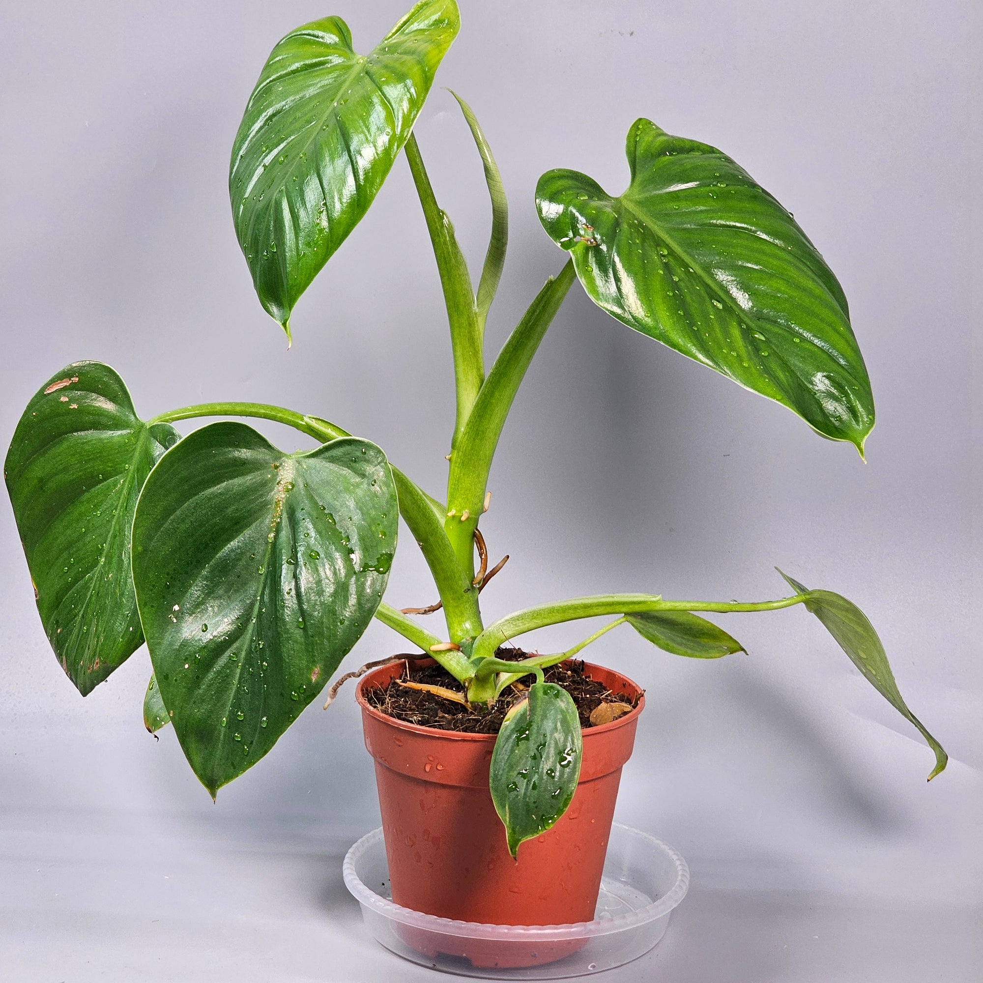 Philodendron Henry-Pittieri