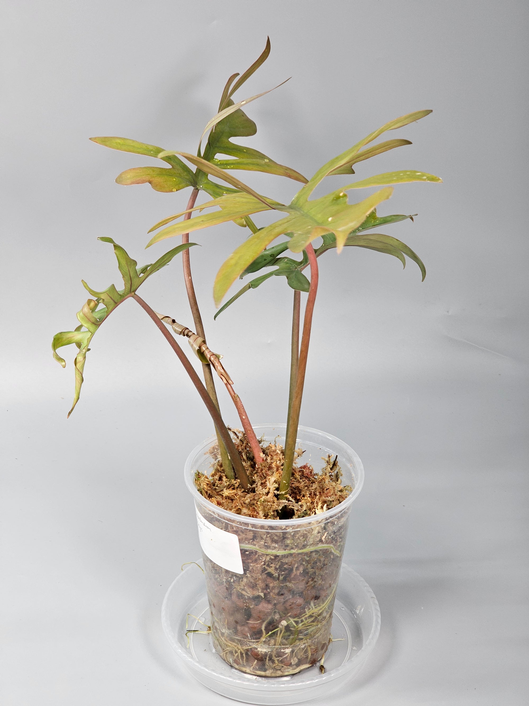 Philodendron Mayoi - A | Rare Houseplants