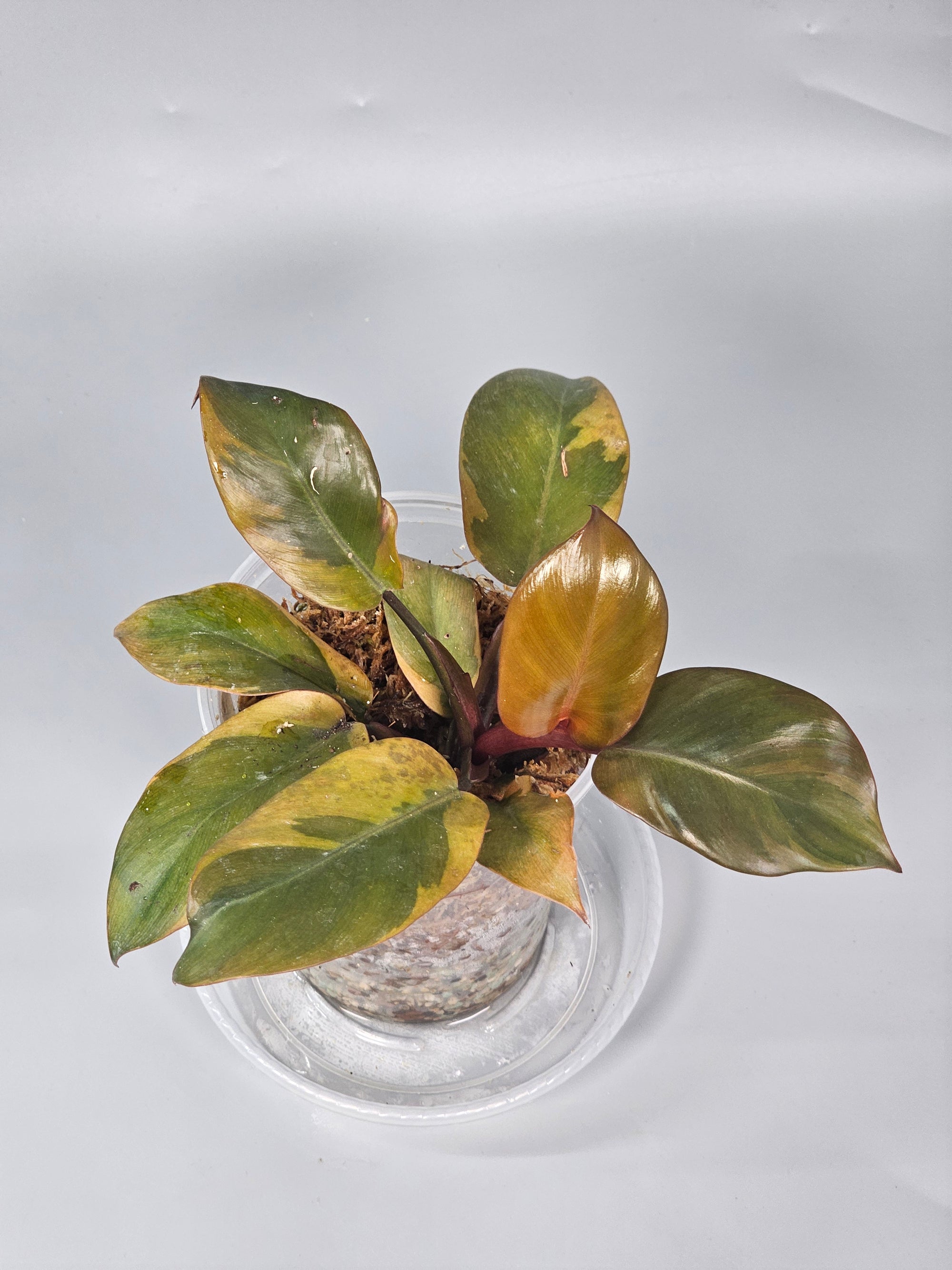 Philodendron Black Cardinal  Variegata No.2 Small - F | Rare Houseplants