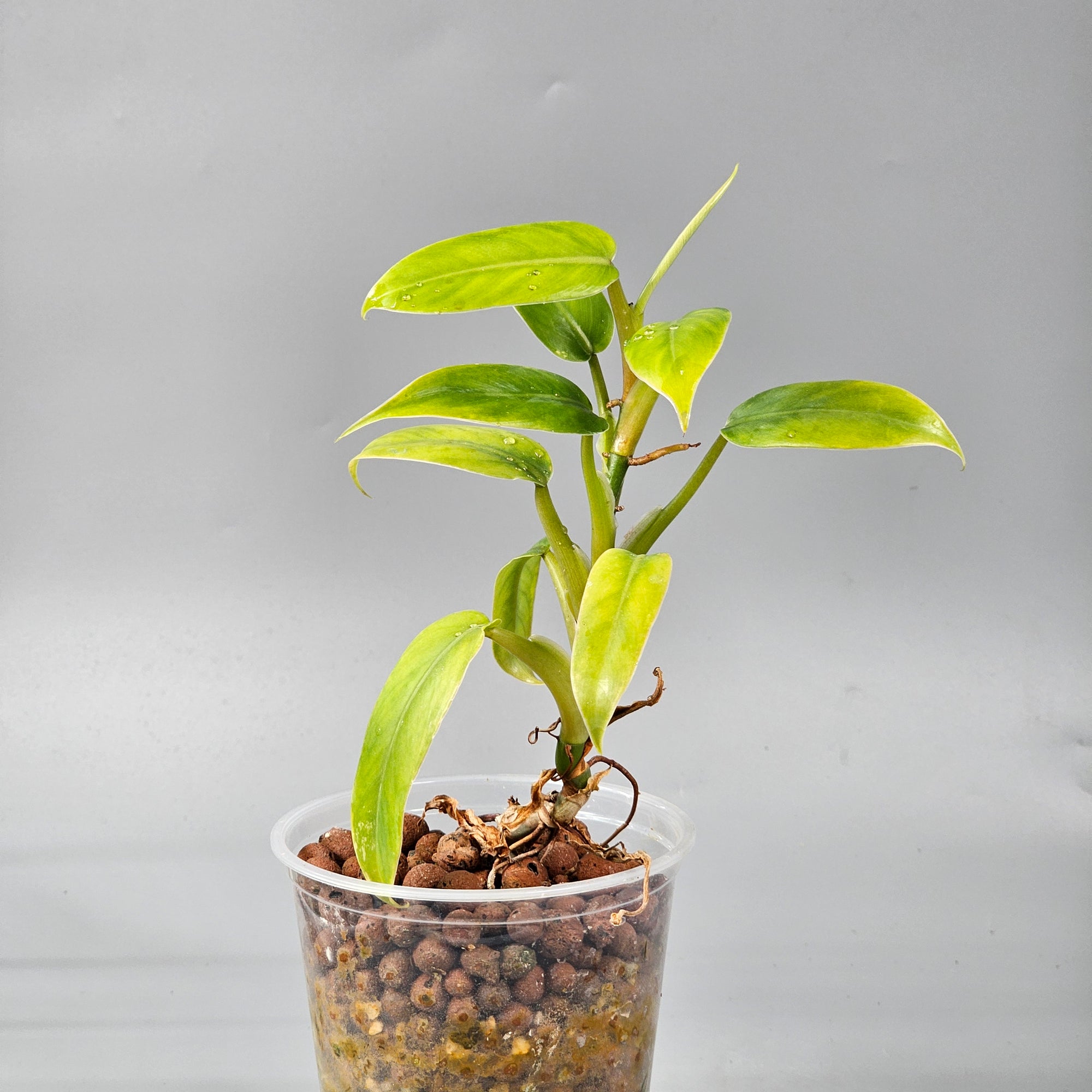Philodendron Domesticum reverted 1