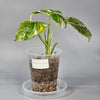 Monstera Lechleriana Variegated - D | Rare Houseplants