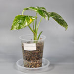Monstera Lechleriana Variegated - D | Rare Houseplants