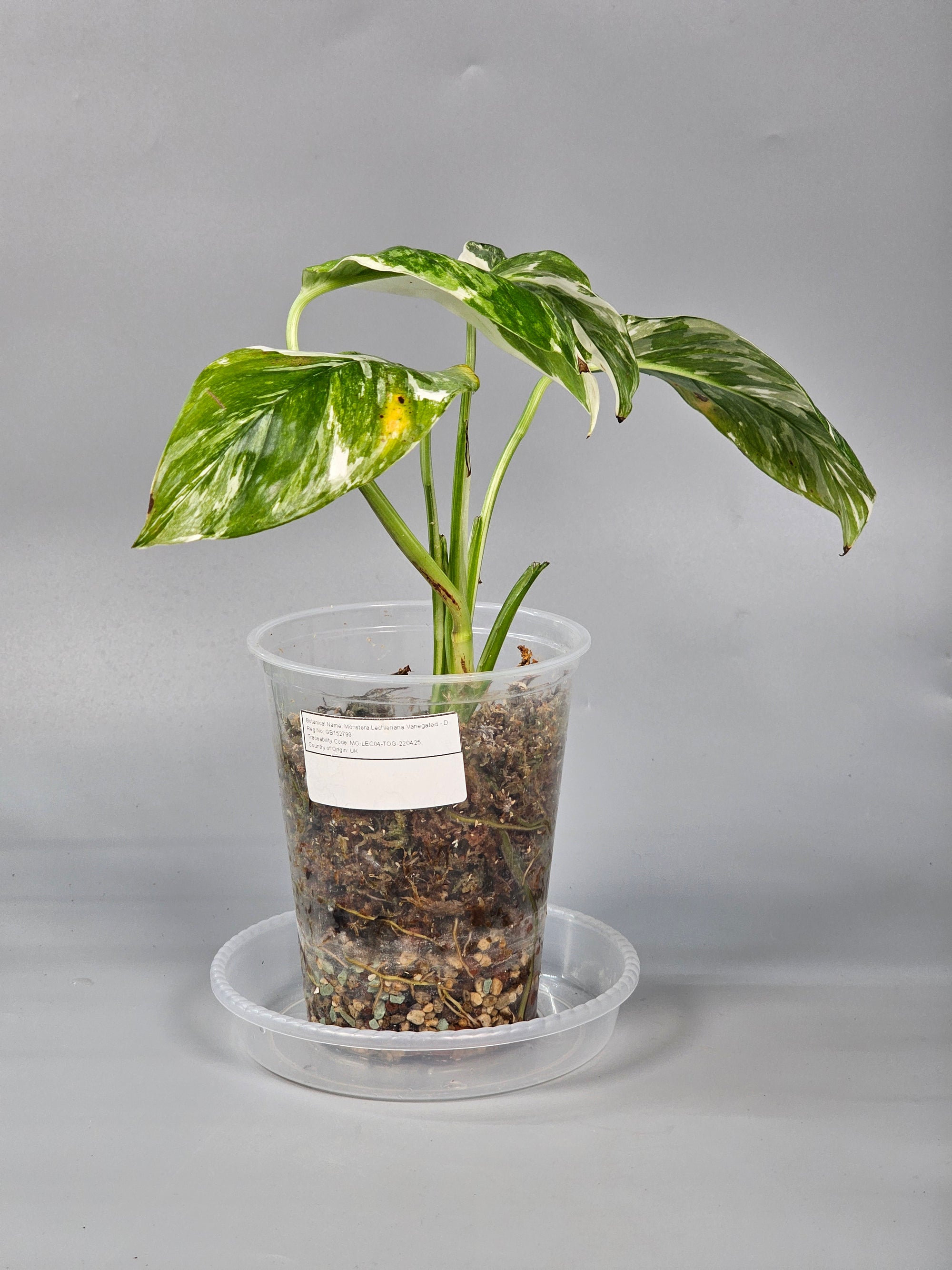 Monstera Lechleriana Variegated - D | Rare Houseplants