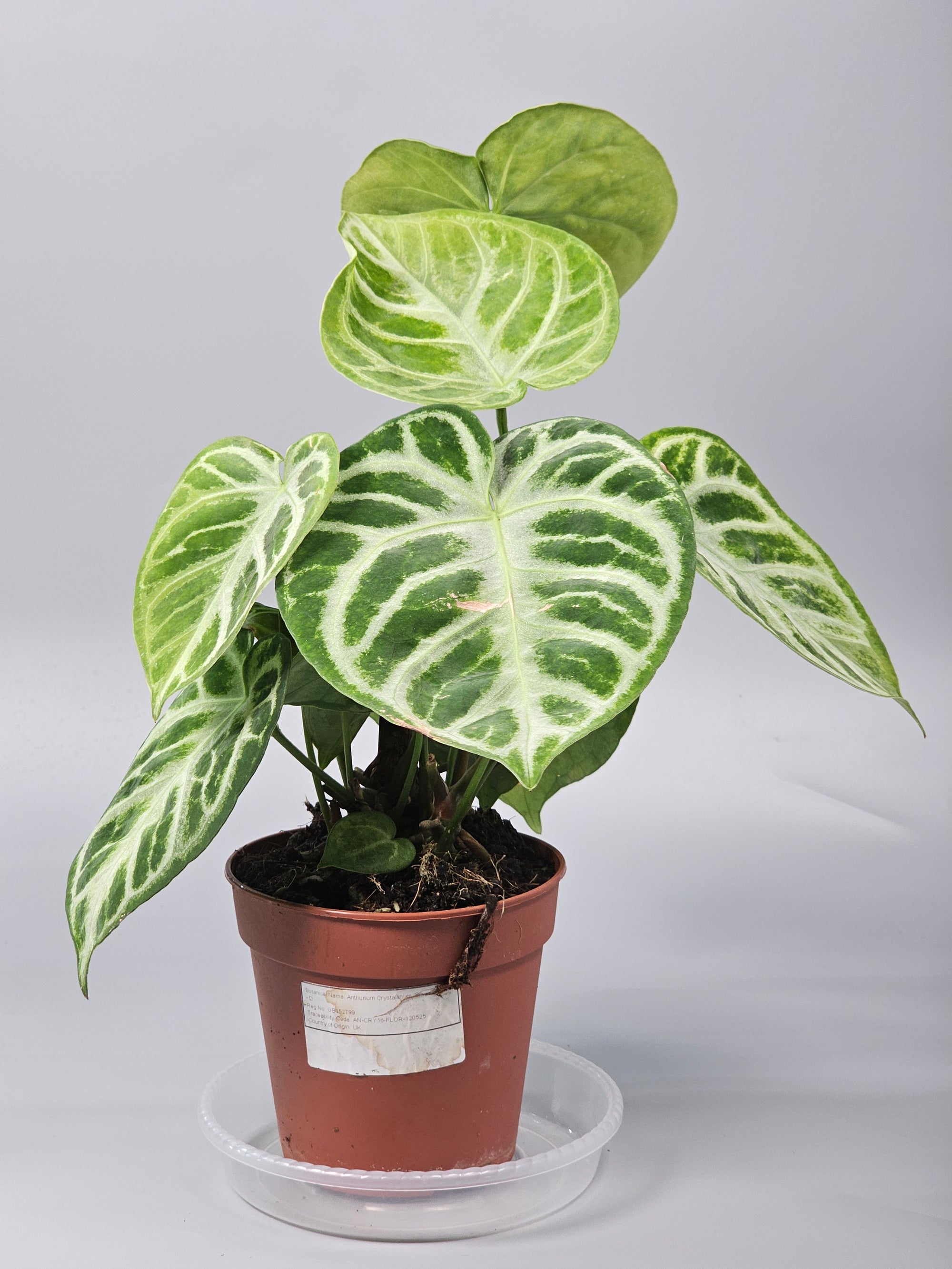 Anthurium Crystallinum 'silver Blush' - D | Rare Houseplants