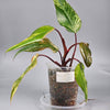 Philodendron Strawberry Shake (Erubescens Red Emerald Marbled) - B | Rare Houseplants