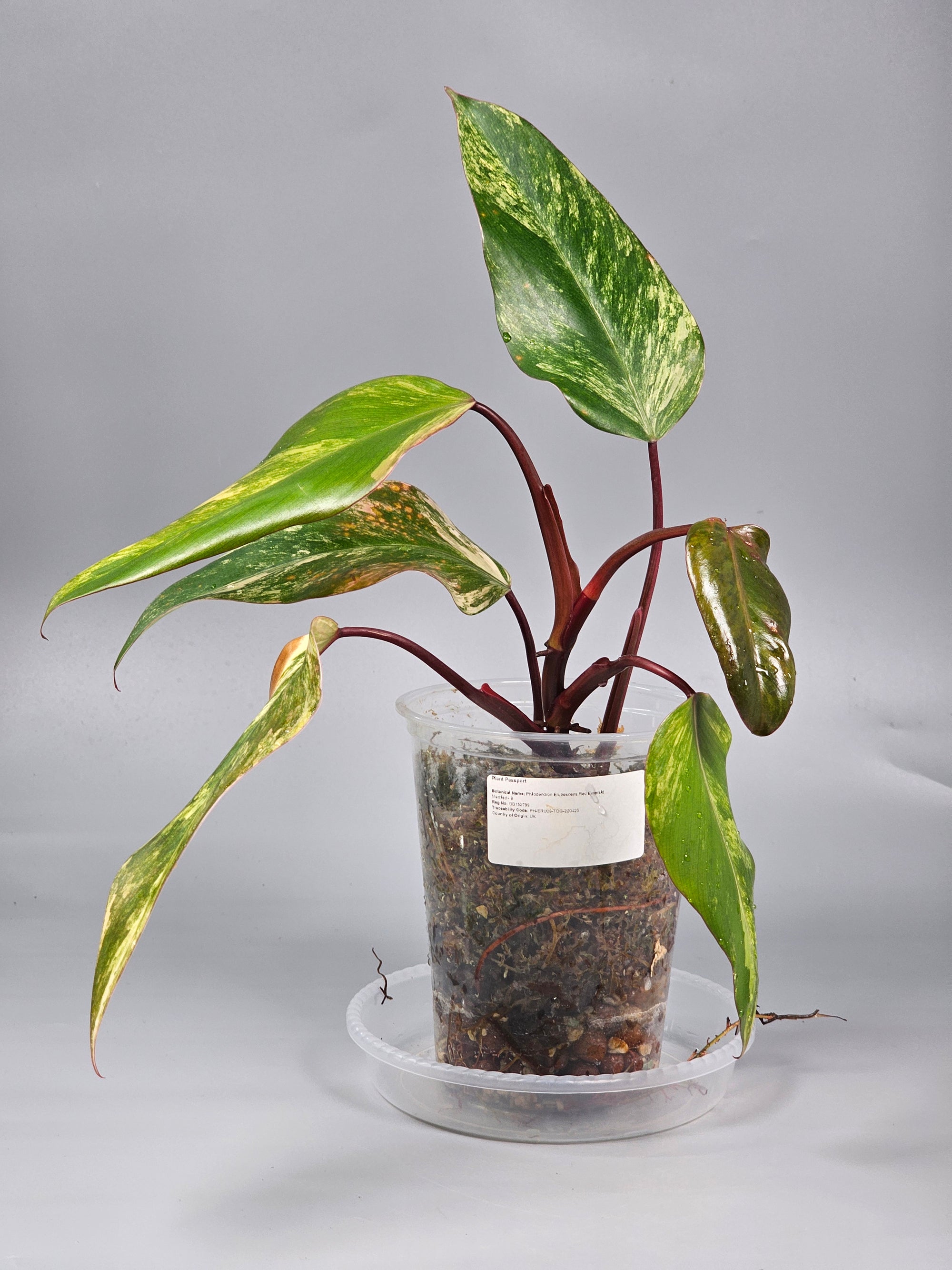 Philodendron Strawberry Shake (Erubescens Red Emerald Marbled) - B | Rare Houseplants