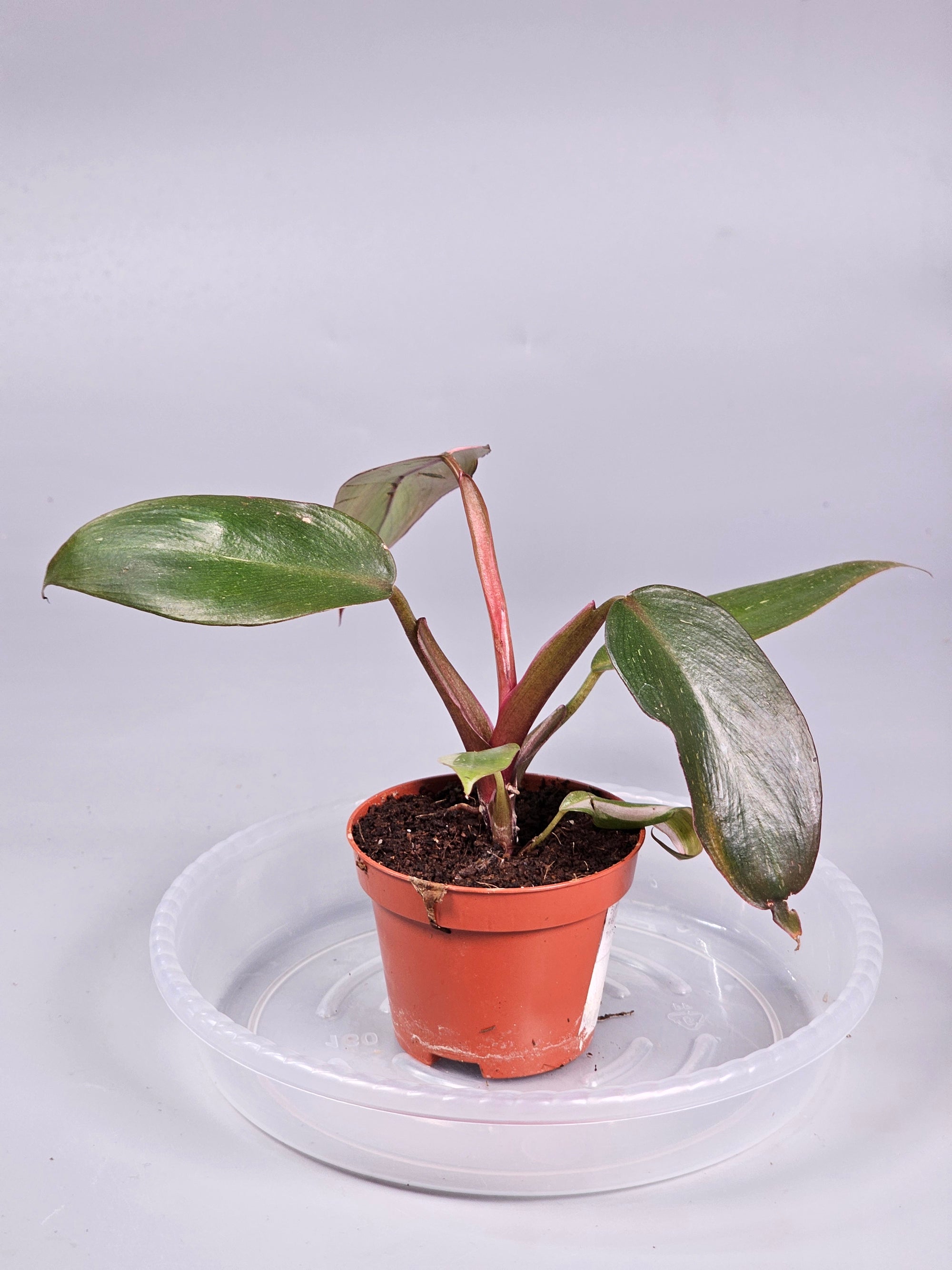 Philodendron 'pink Princess' - G | Rare Houseplants