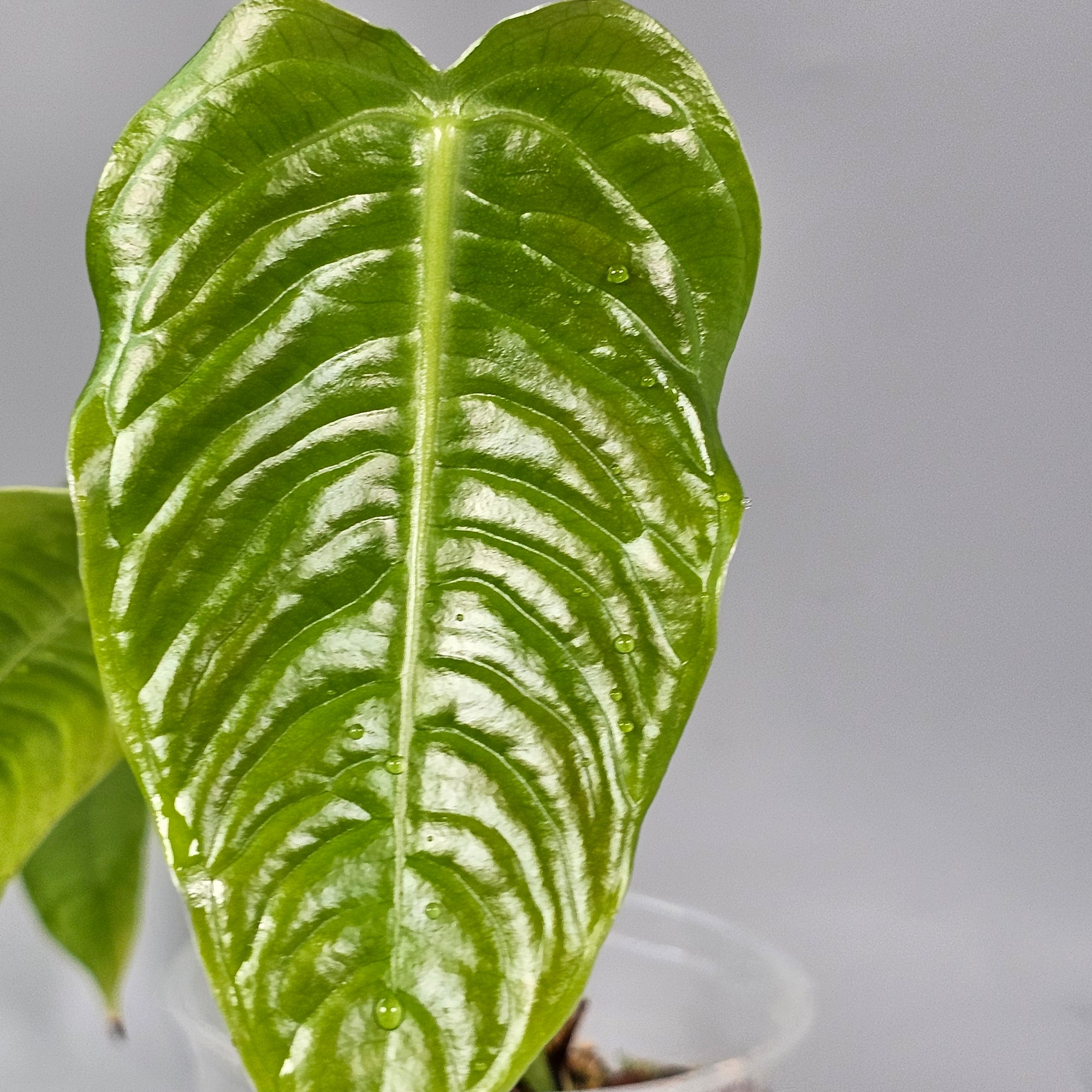 Anthurium Veitchii