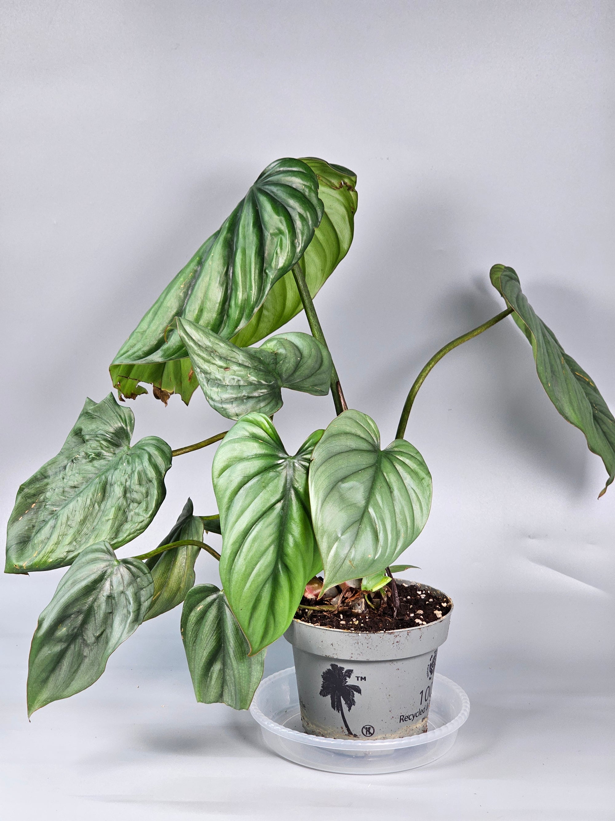 Philodendron Sp Colombia - B | Rare Houseplants