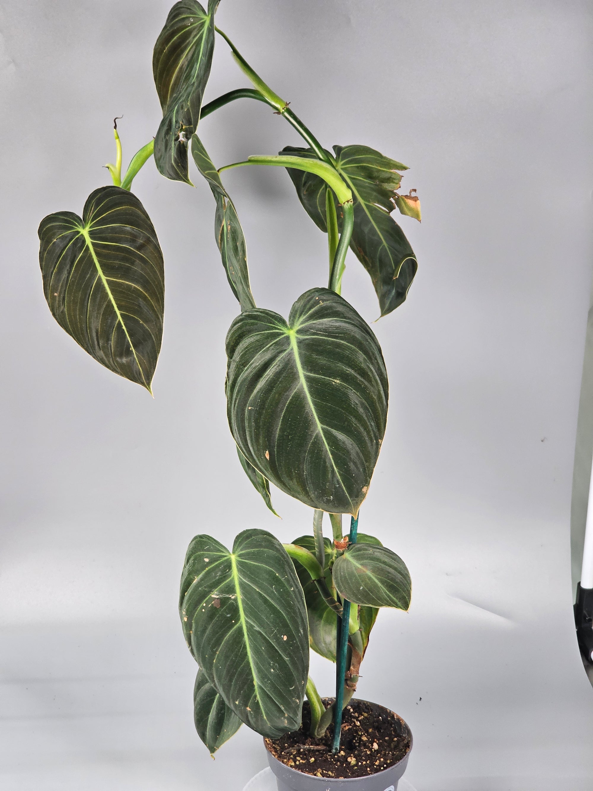 Philodendron Melanochrysum - C | Rare Houseplants