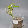 Rhapidaphora Tetrasperma Albo