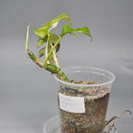 Rhapidaphora Tetrasperma Albo