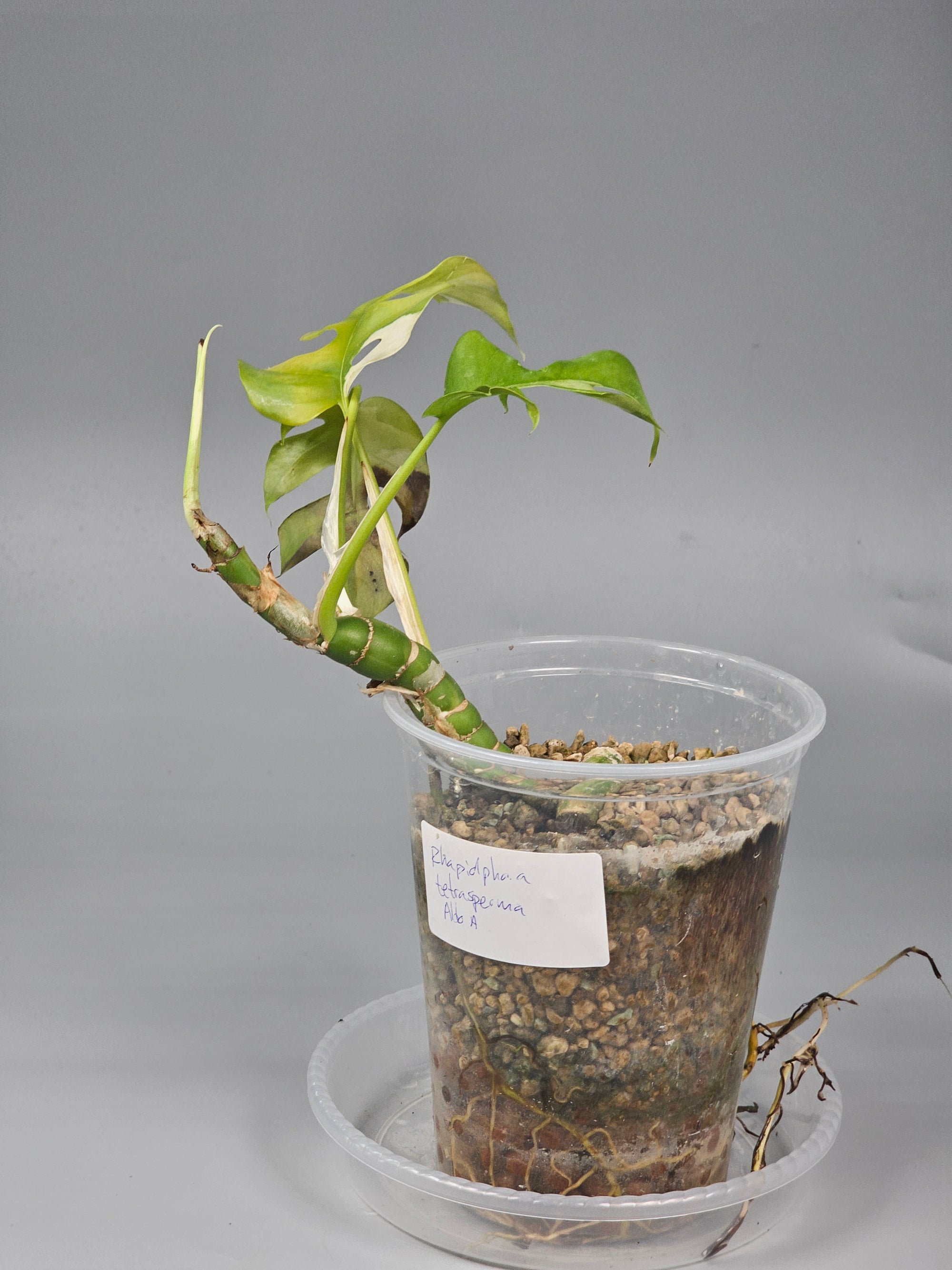 Rhapidaphora Tetrasperma Albo
