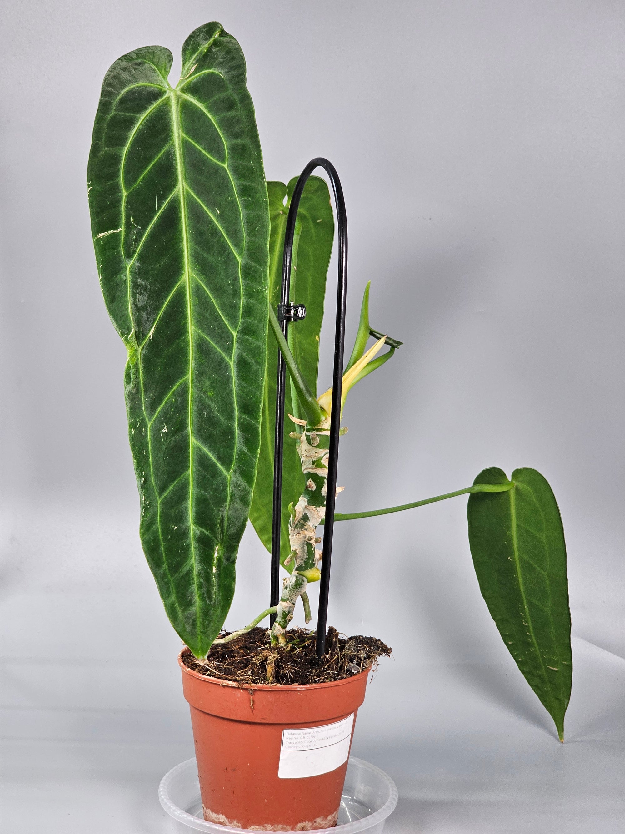 Anthurium Warocqueanum - D | Rare Houseplants