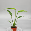 Monstera 'burle Marx Flame' - X | Rare Houseplants