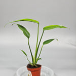 Monstera 'burle Marx Flame' - X | Rare Houseplants