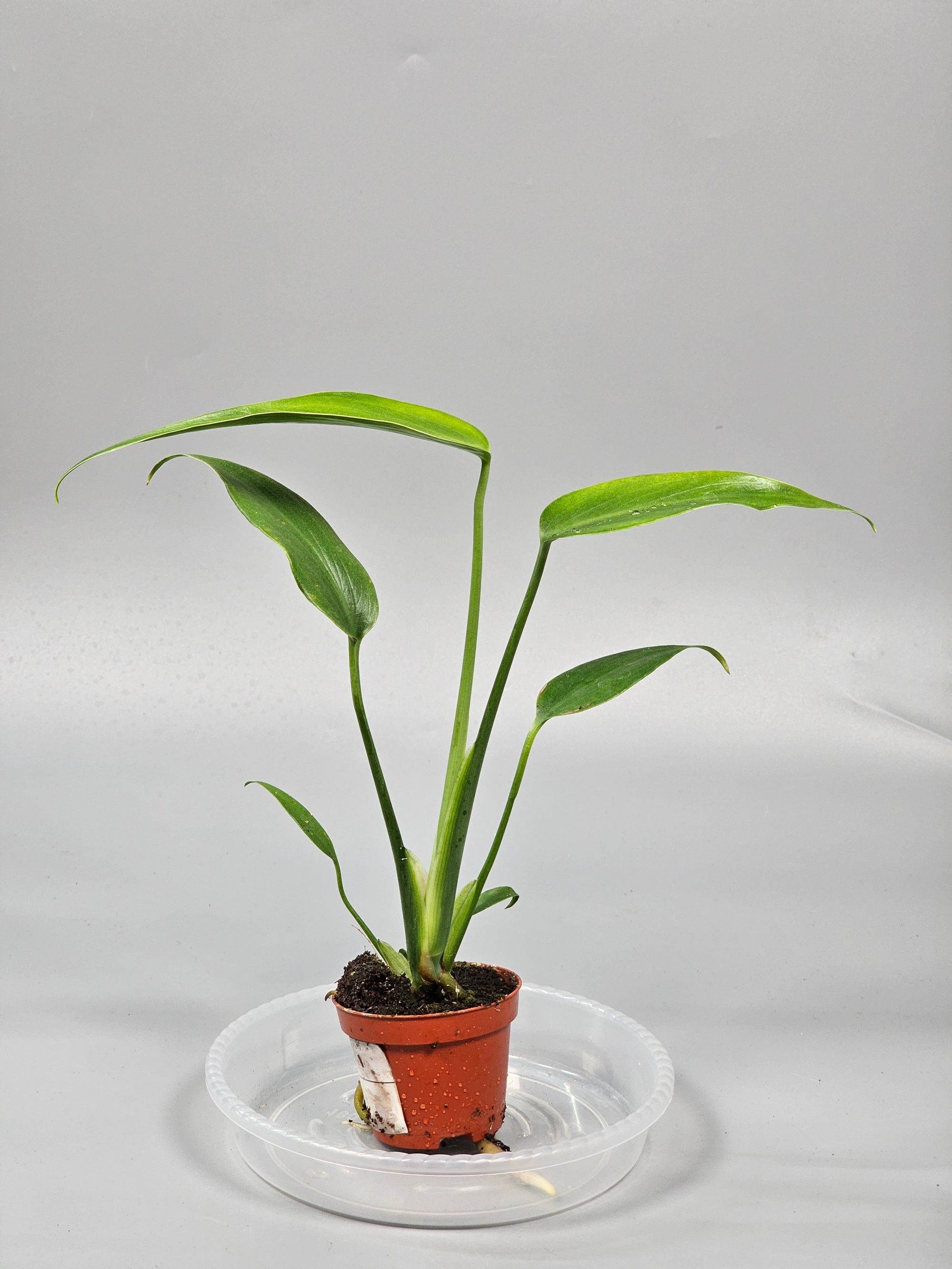 Monstera 'burle Marx Flame' - X | Rare Houseplants