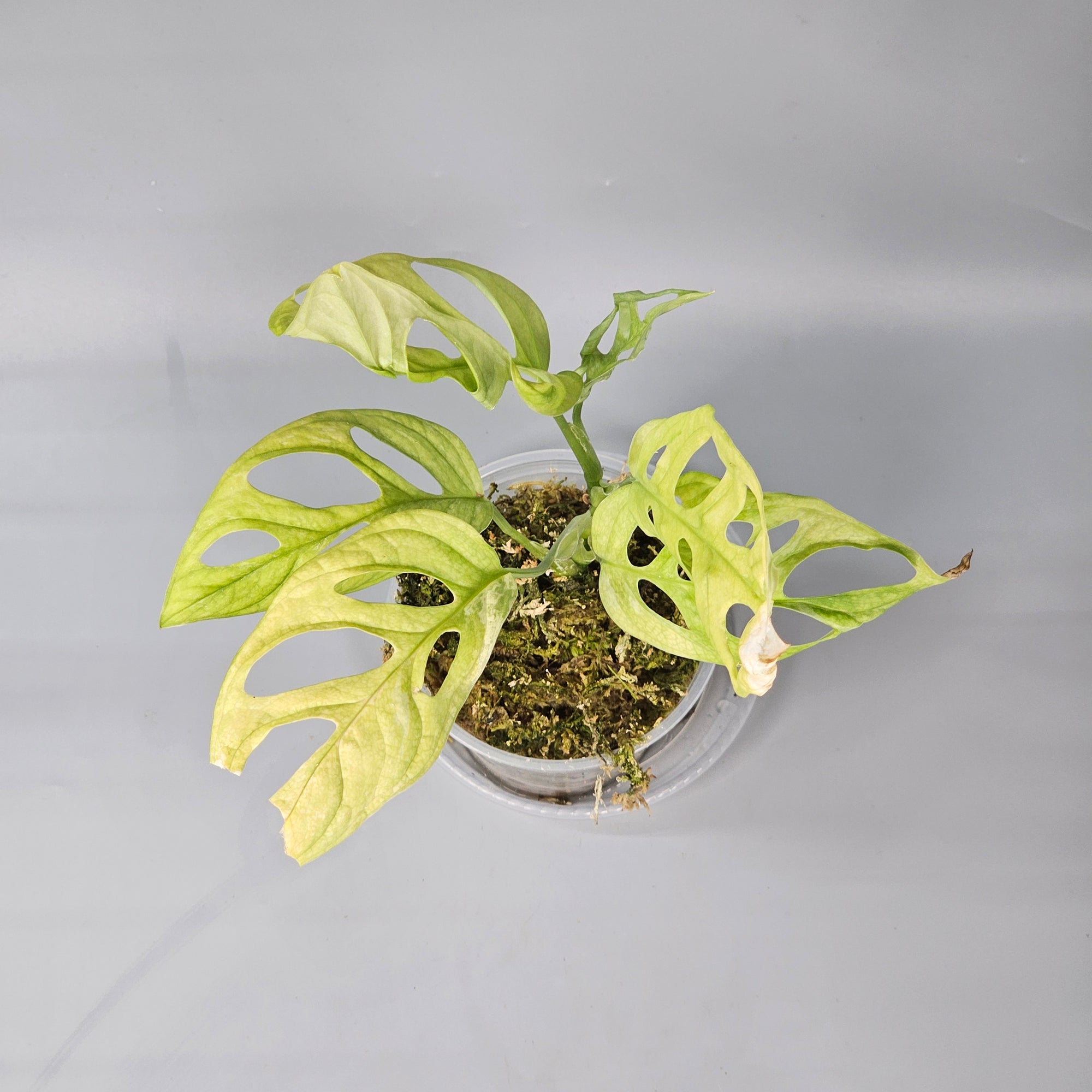 Monstera Adansonii Indonesian Mint