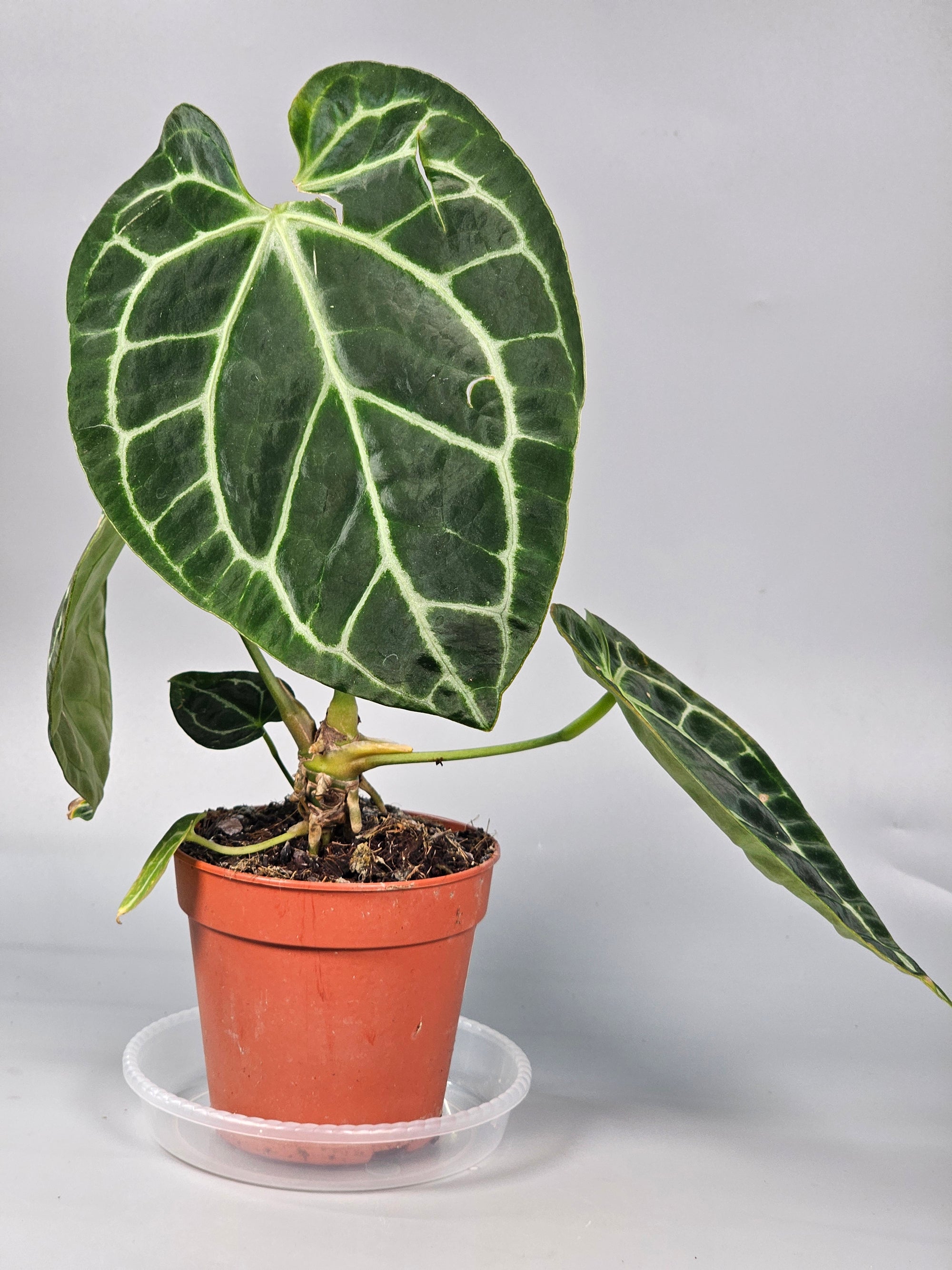 Anthurium Crystallinum - A | Rare Houseplants