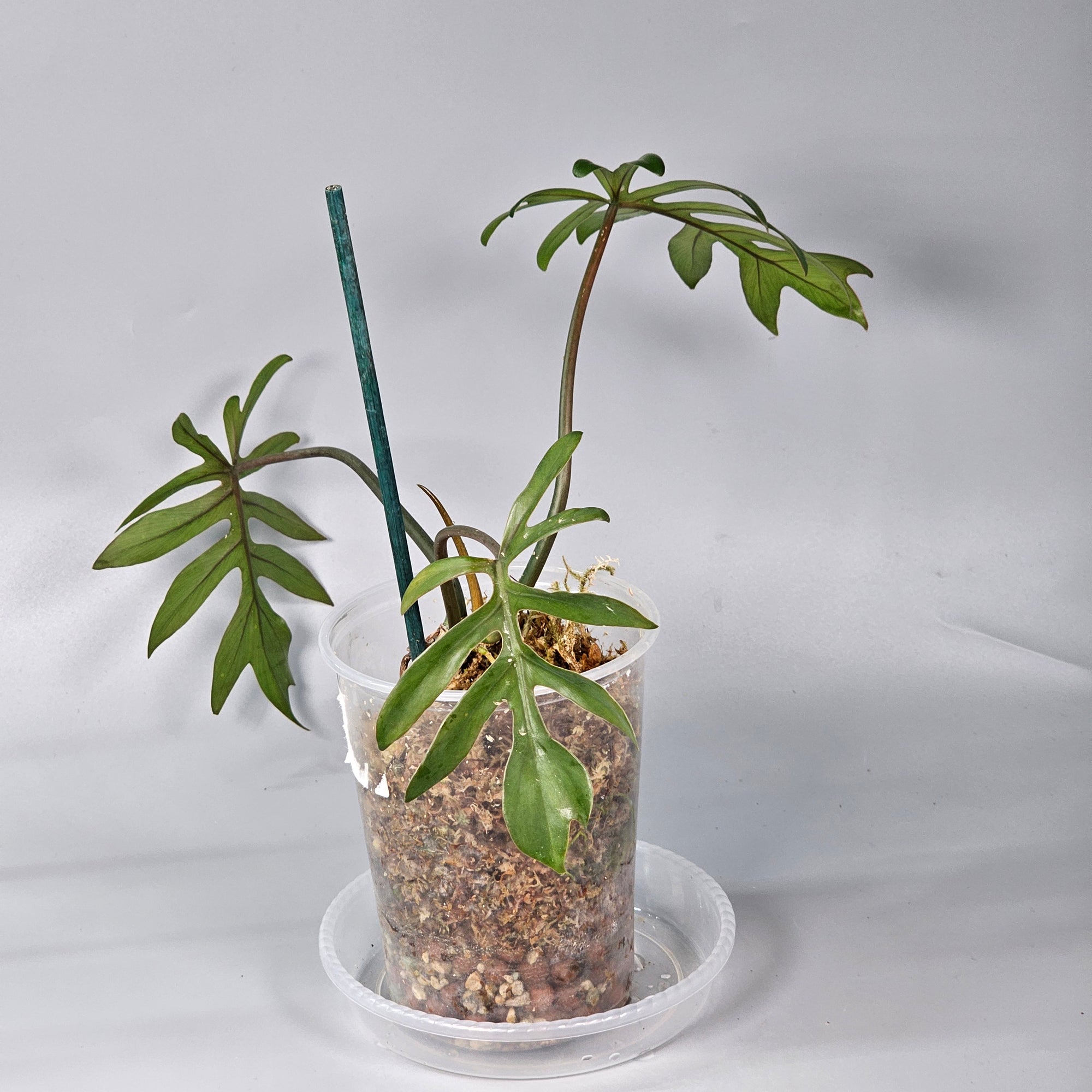 Philodendron Mayoi 1